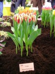 [Grand Perfection 2006_0103Image0038.JPG]